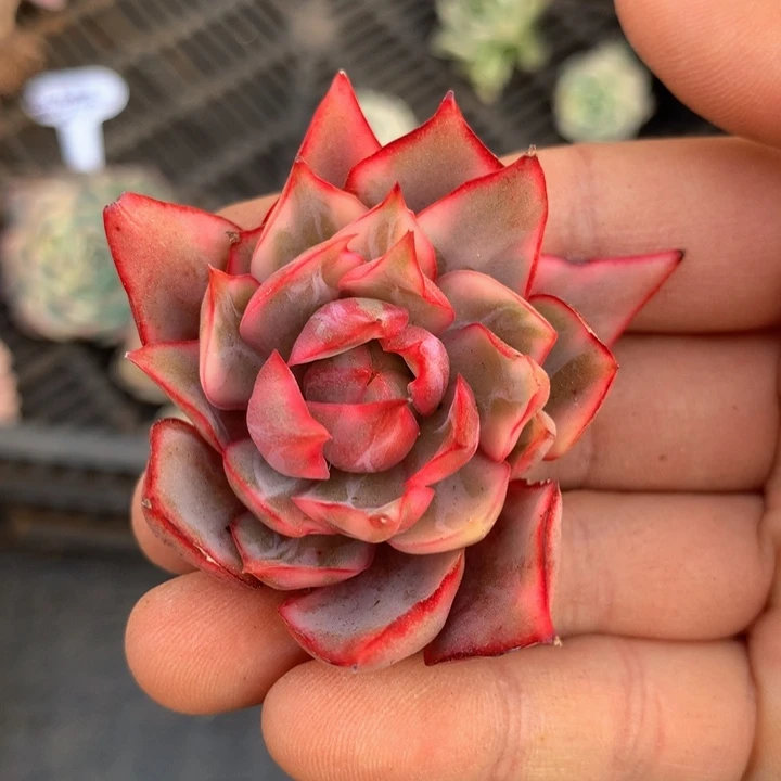 红宝莲灯锦锦上园艺一物一拍