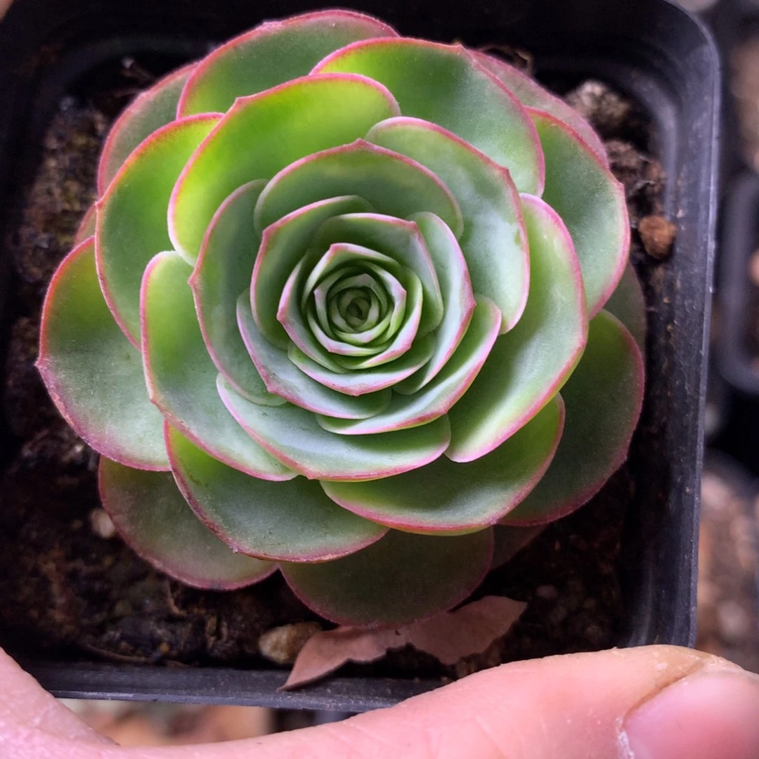 一物一拍星辰青染733