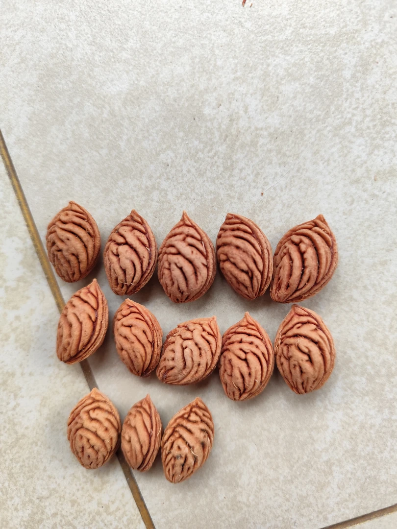 野生碧桃核手串料同树核卡1.3-1.5