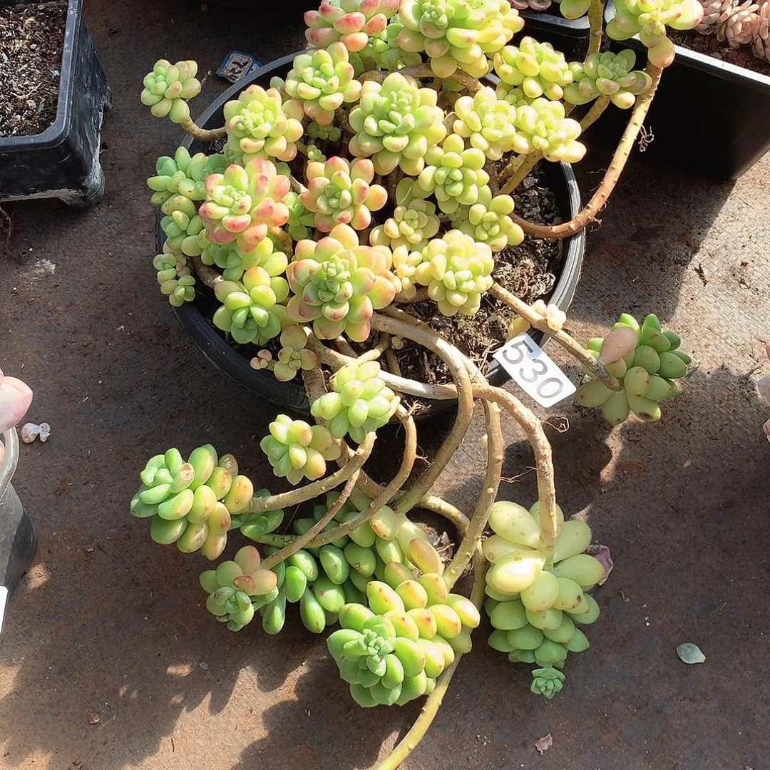 530香格里拉 一物一拍多肉