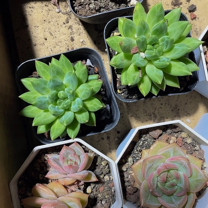 6.5方甲骨文带盆土发