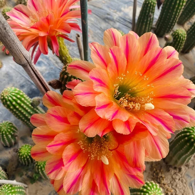 火烈鸟仙人柱多肉植物