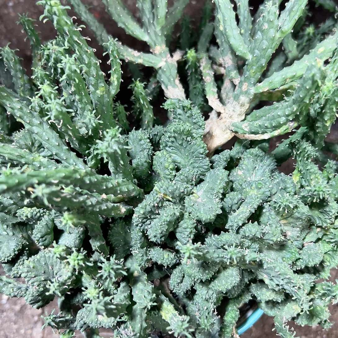 自根九头龙缀化20公分