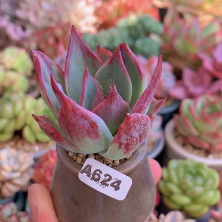 一物一拍含盆土满38包邮A624