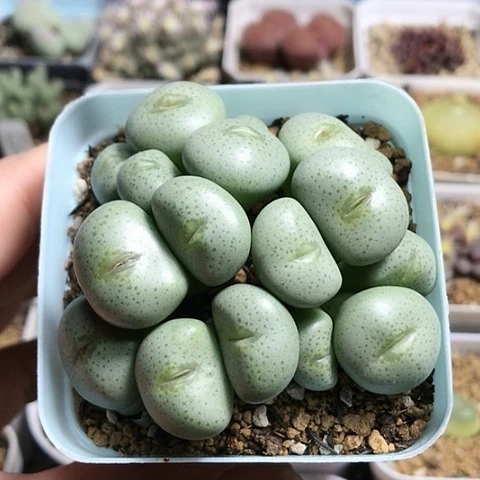 多肉肉锥 20头 大饼