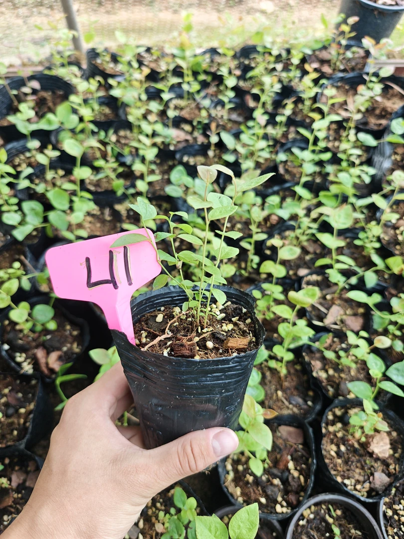 蓝莓杯苗品种1702 F6 L11 pop 比安卡 南方品种白色开花