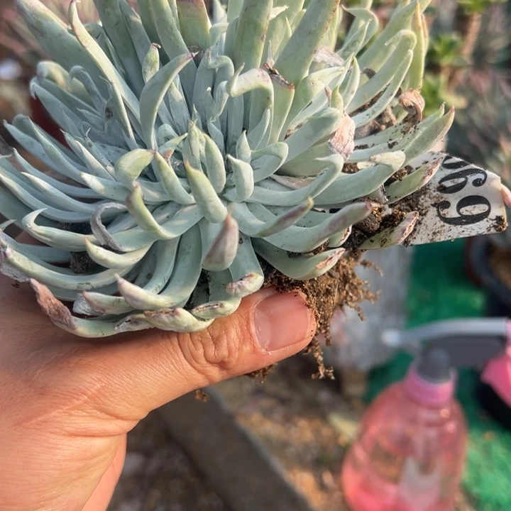 69号奴婢吉娜多肉植物老庄
