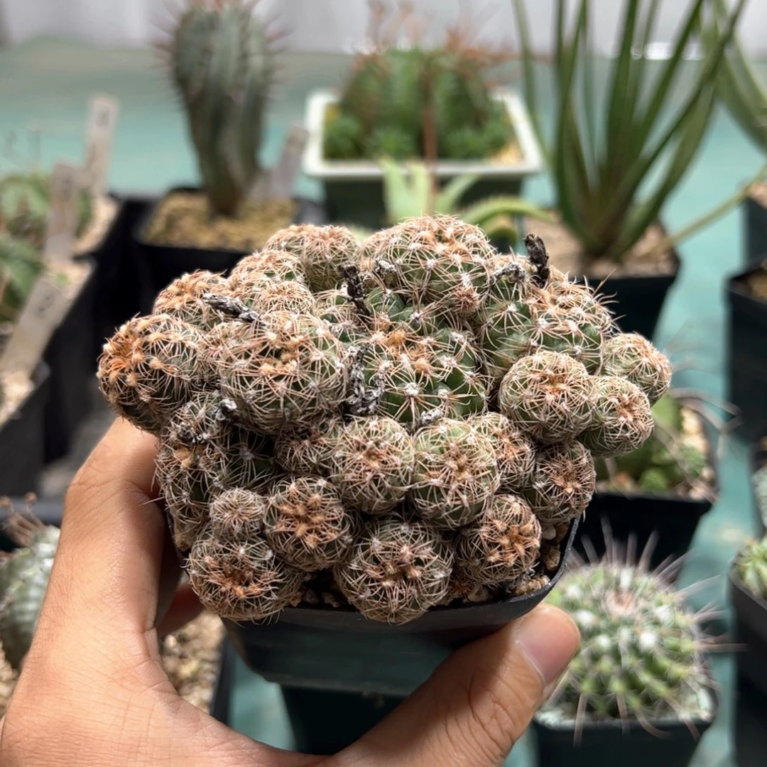 一***雄罗星丸 侧芽繁殖脱土发货多肉