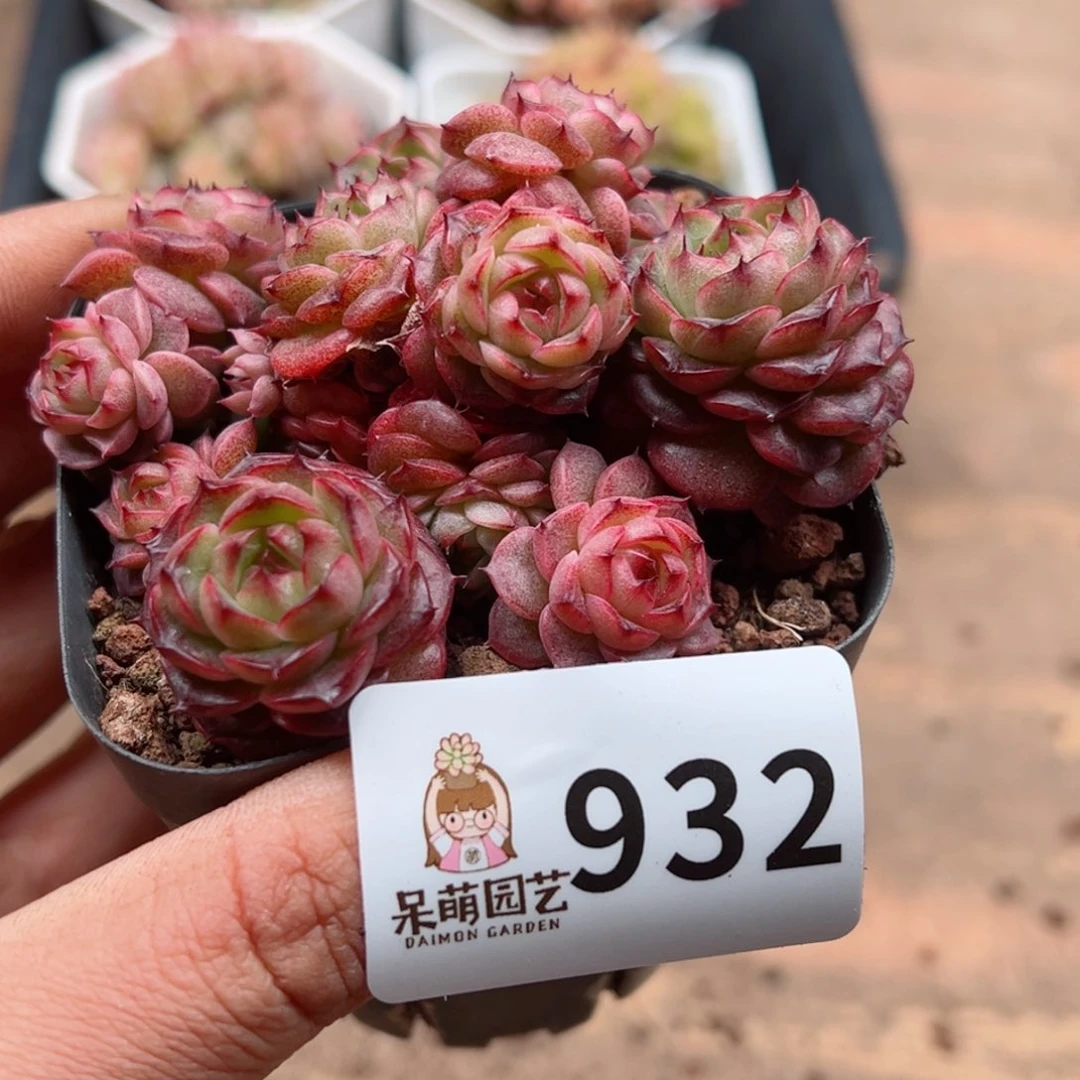 多肉植物多肉植物