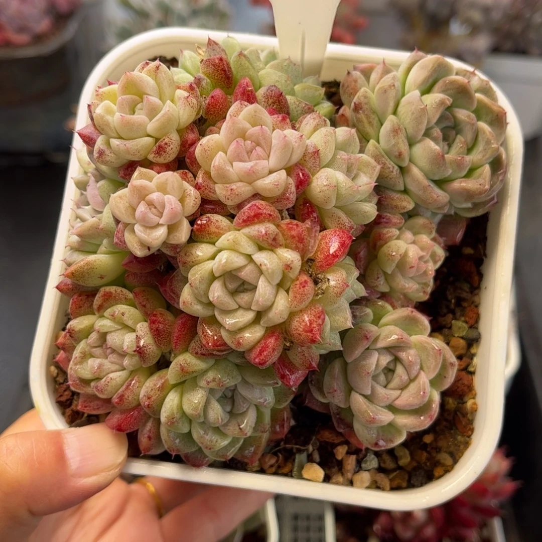 2912 满30包邮天冷地区必拍保温箱