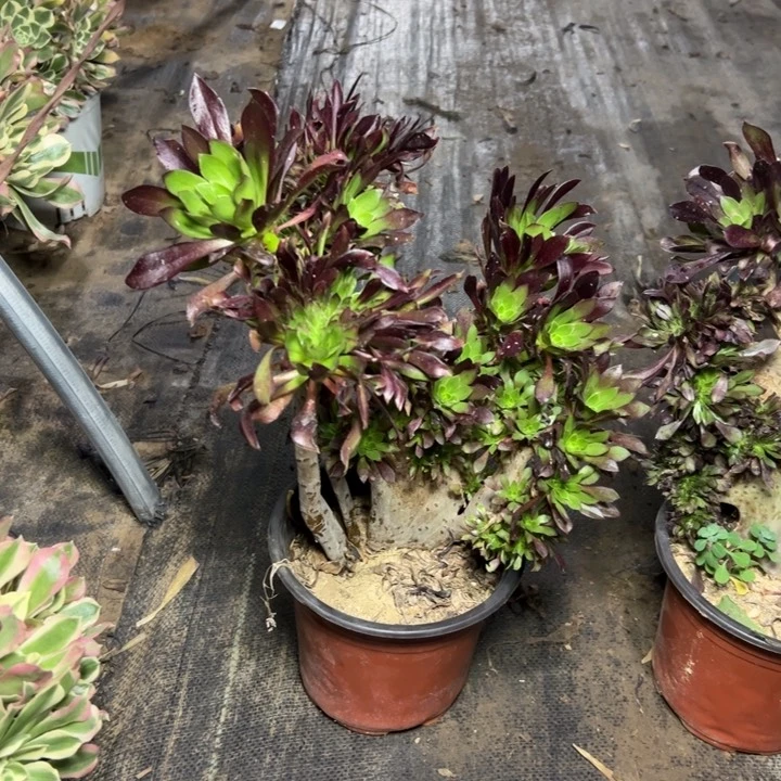 40黑法师缀多肉多肉多肉