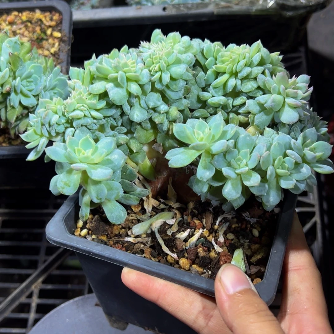 泡***泡草莓冰沙琥珀缀微瑕