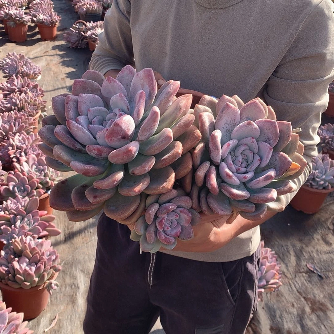 732 奥普 一物一拍