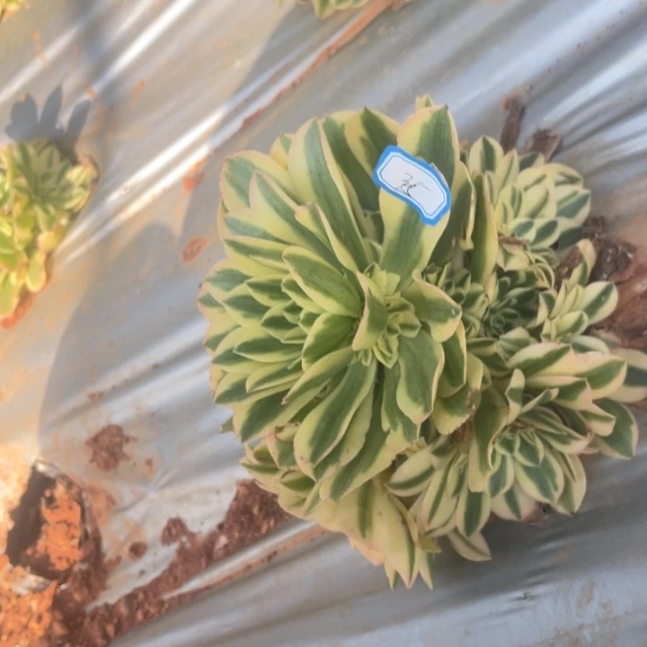 ?**?倾城燕子白锦甜茶三个