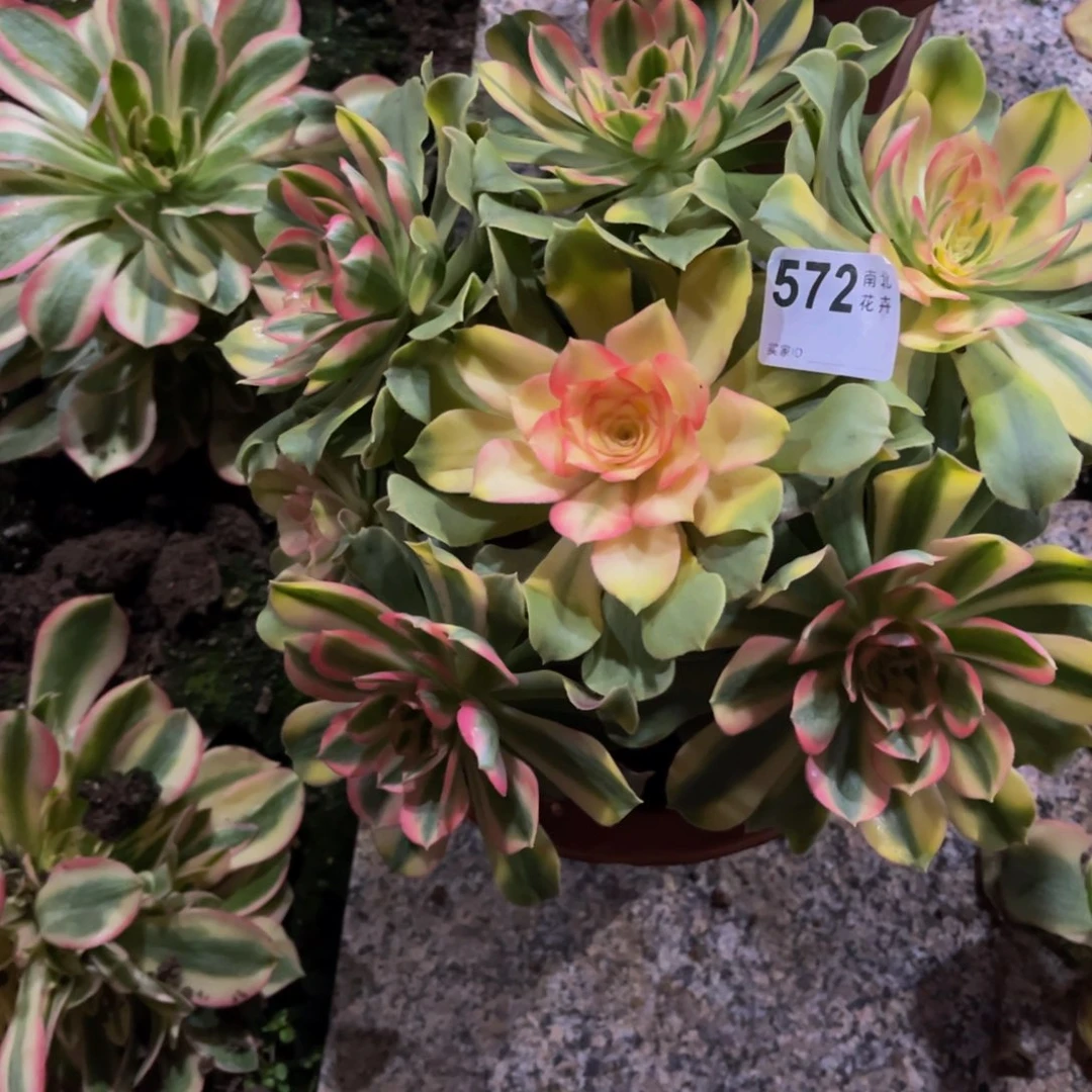 多肉雅典娜00000000572