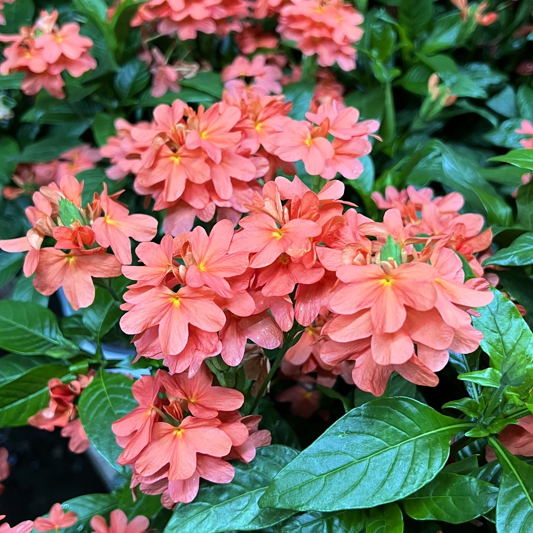 鸟尾花（红色）盆栽花卉庭院阳台新手易养护爆花强