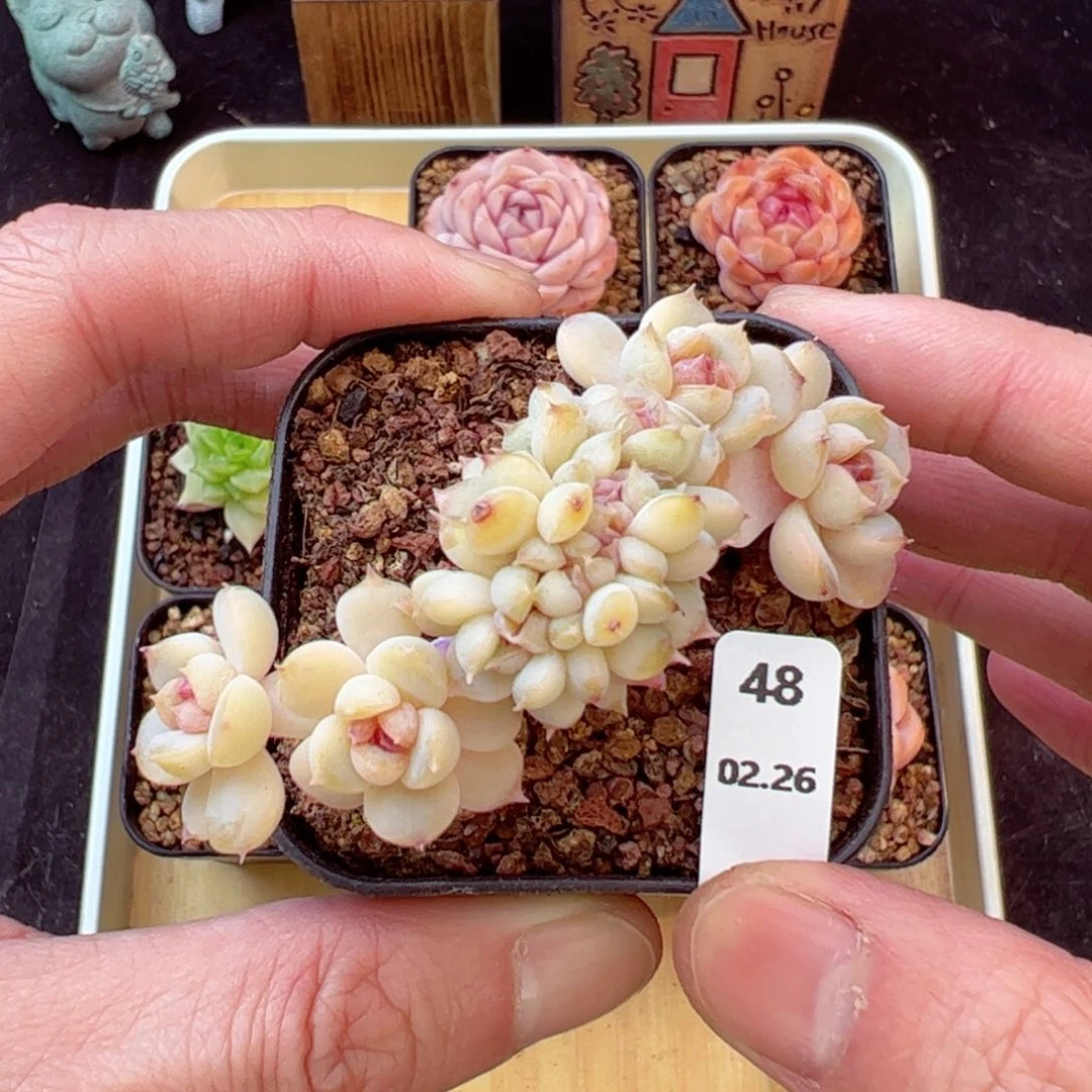 珍妮缀48、哈哈哈哈