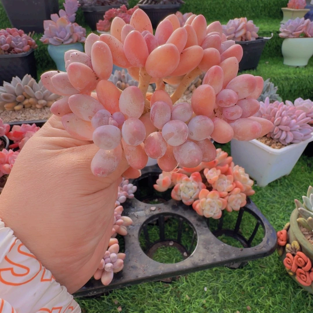 多肉植物汤圆群0130