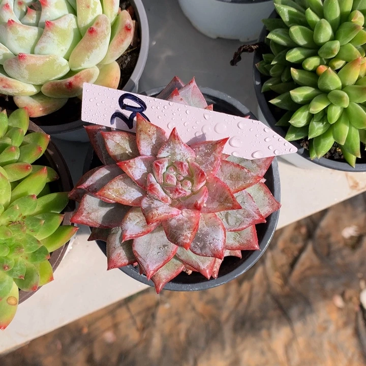 多肉植物6273727373737