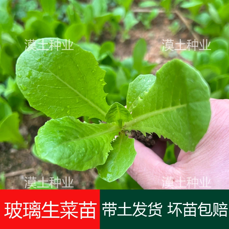 玻璃生菜苗阳台庭院种菜苗四季盆栽莱种春季沙拉蔬菜青菜秧苗