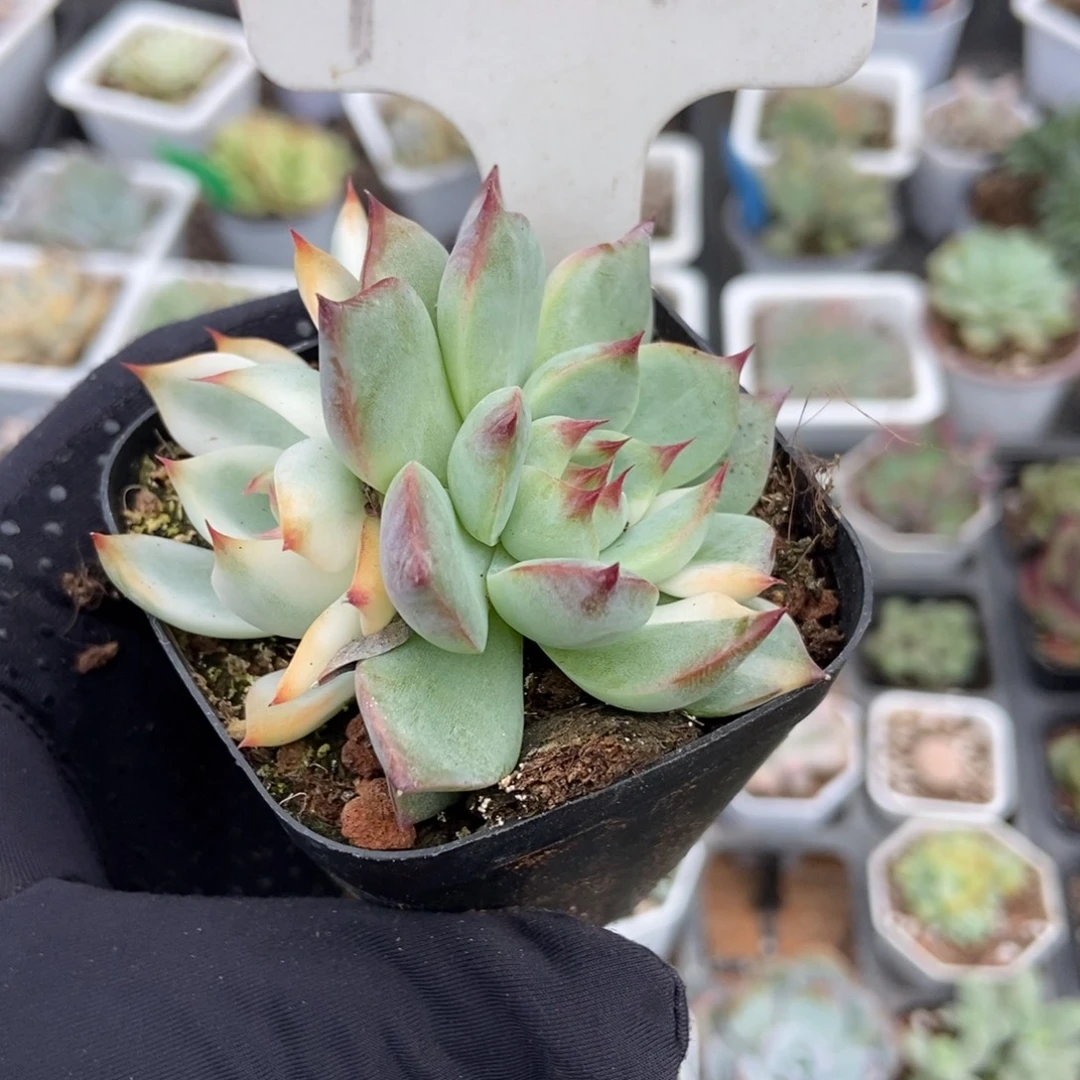 1001吉娃娃锦多肉植物