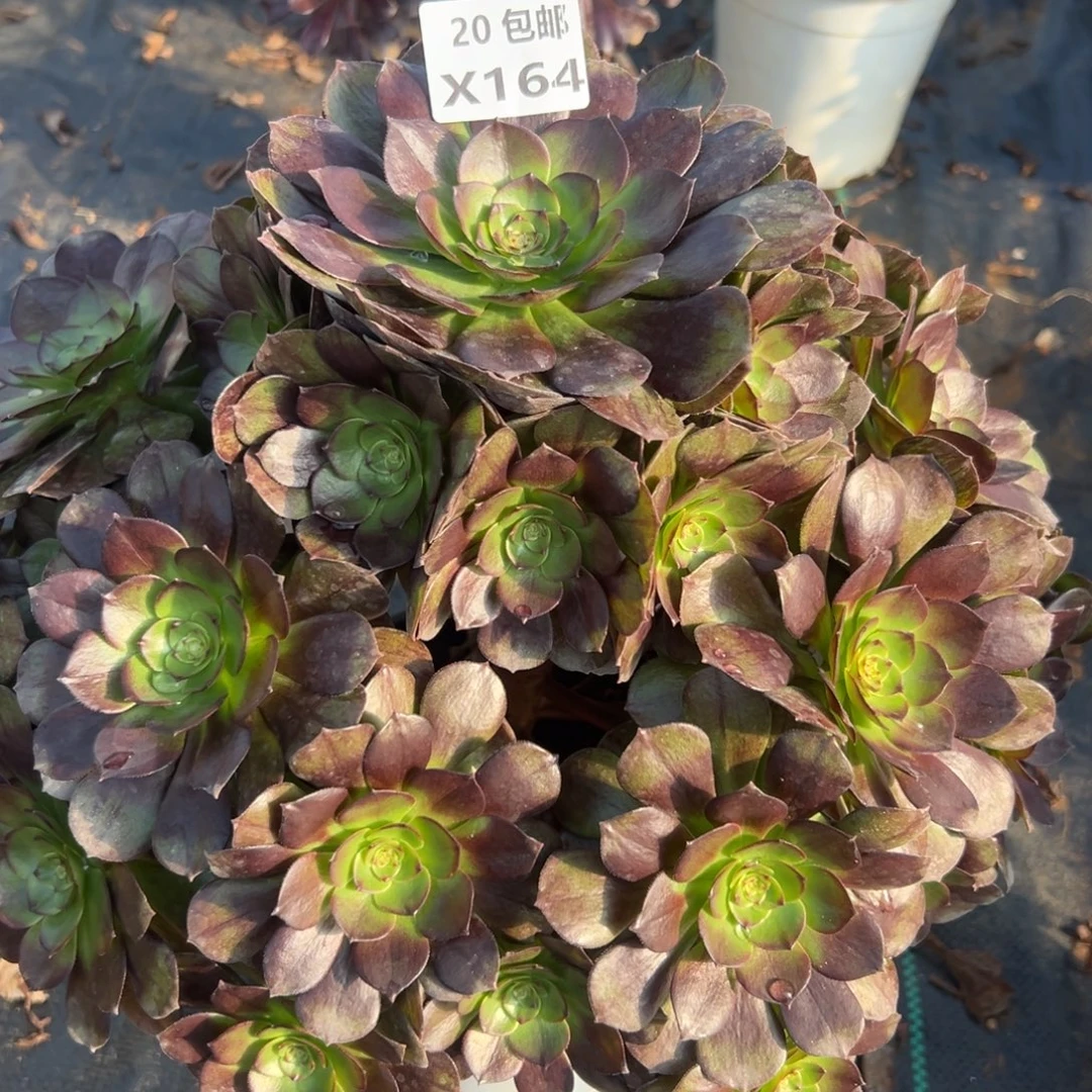 164黑魔，DVD肉法师