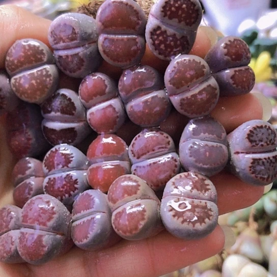 无花朵1220。下班福利