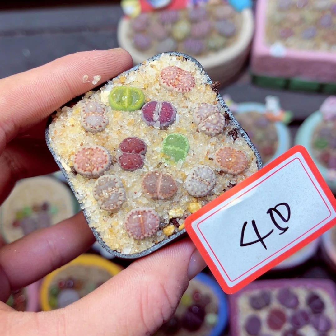 450生石花带盆发1