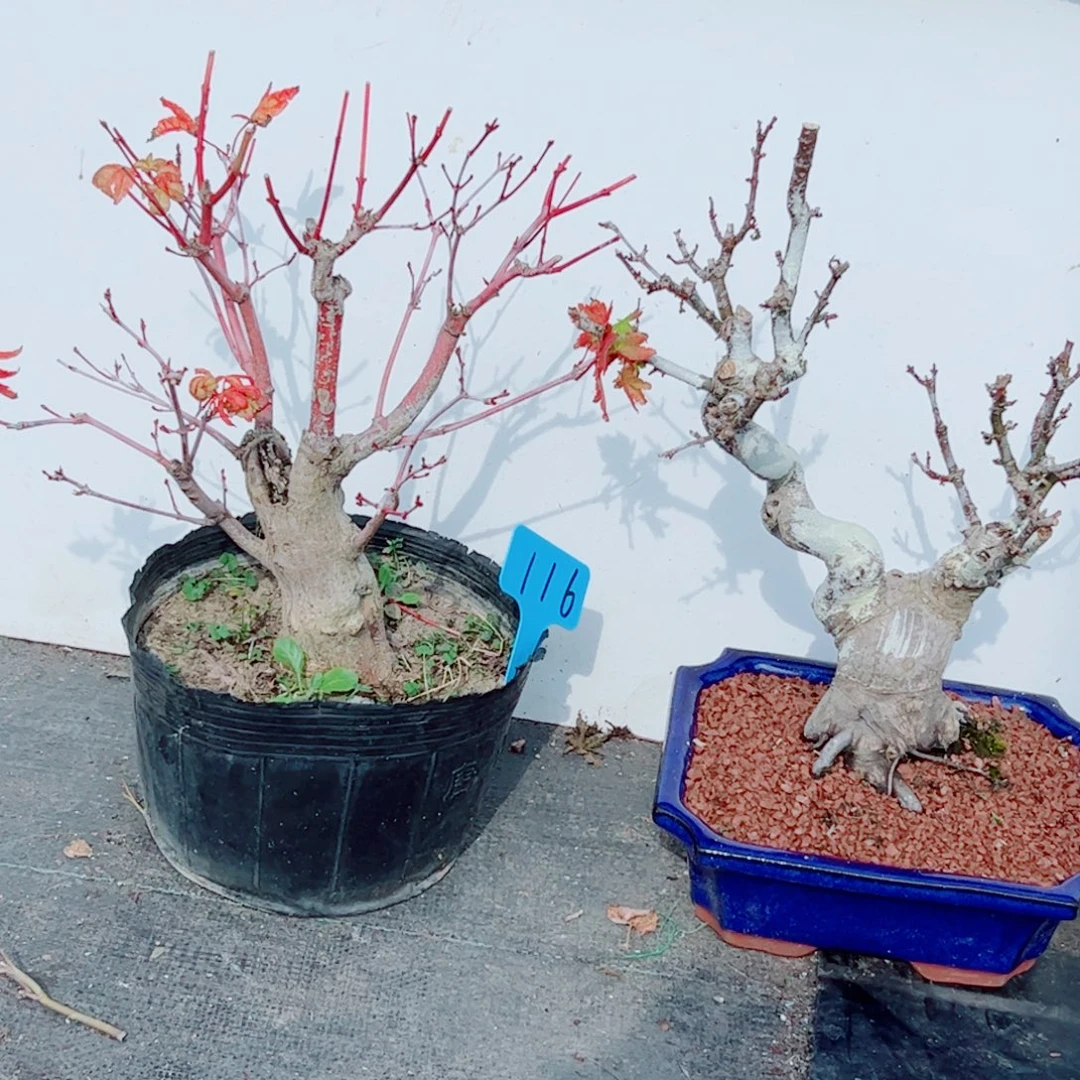 刀***刀无花朵枫树……枫树