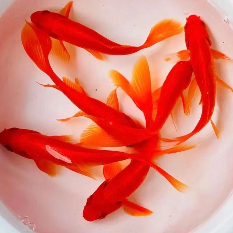 【冷水血鹦鹉 6条】 冷水鱼 观赏鱼好养耐活淡水鱼好活招财超萌好物