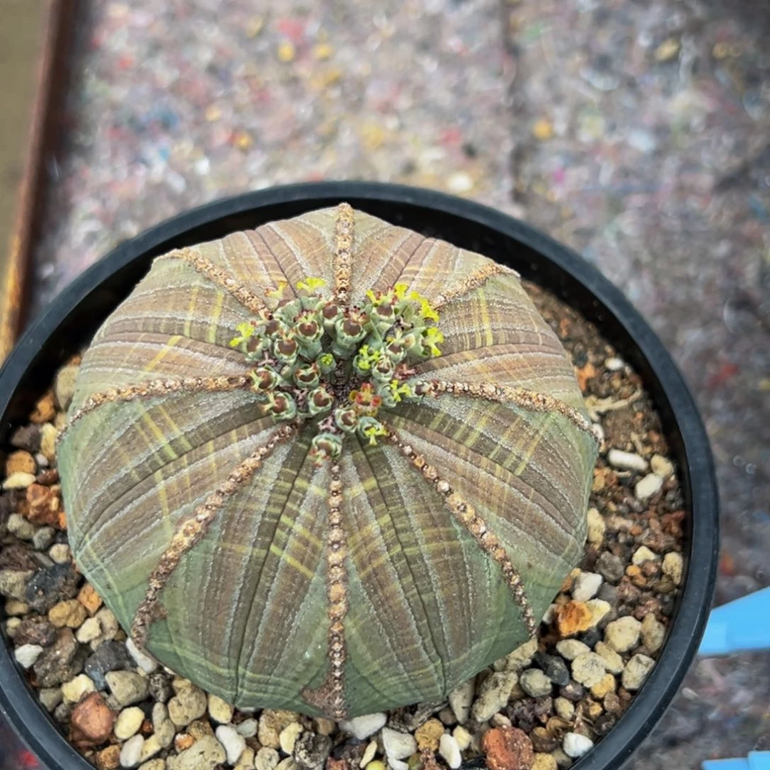 B****o布纹球球球球球球球球球球