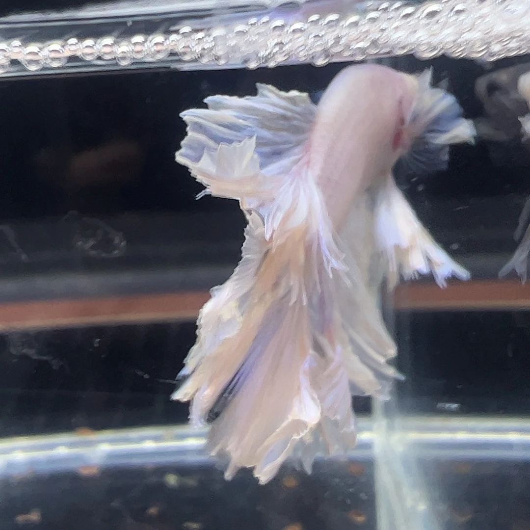 斗鱼编号32直播链接