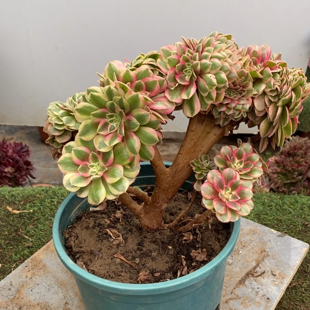 不开花植物1011号荔枝缀化1颗多肉