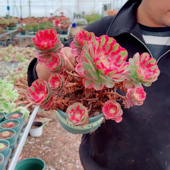 小颗荔枝群生多肉法师
