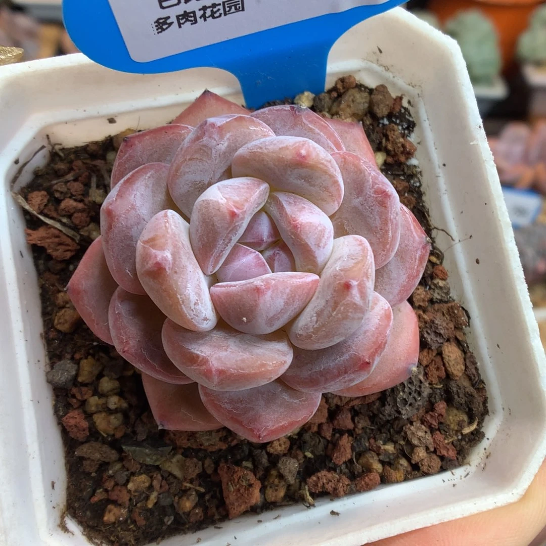 770星影多肉一物一拍