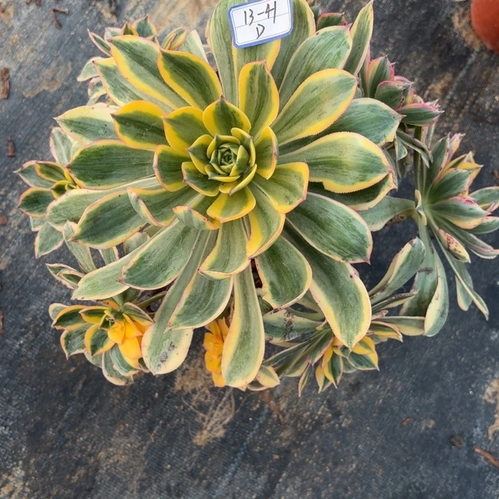 灿烂多肉断枝不包41