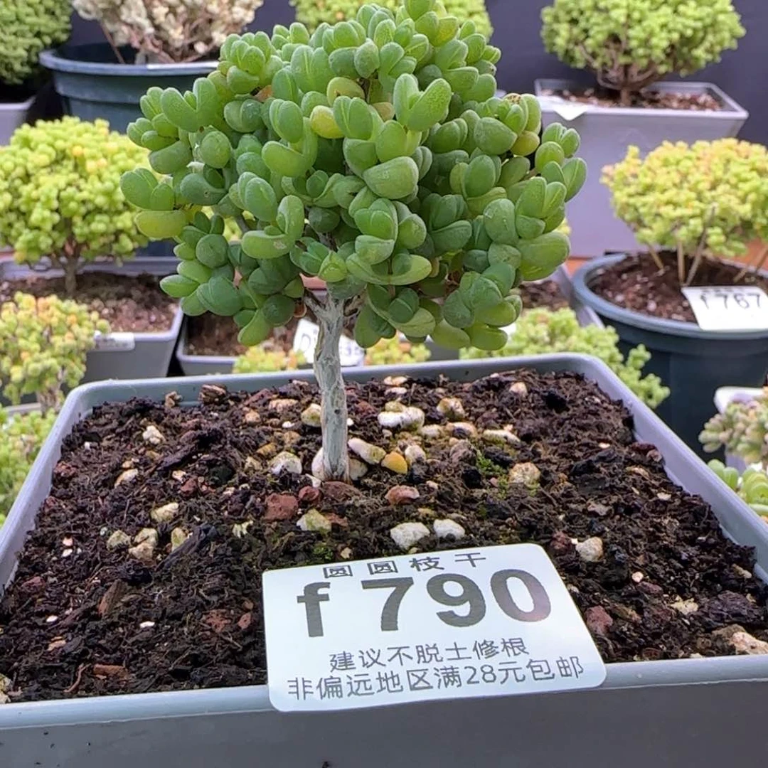 陌***✨790元宝福利一物一拍