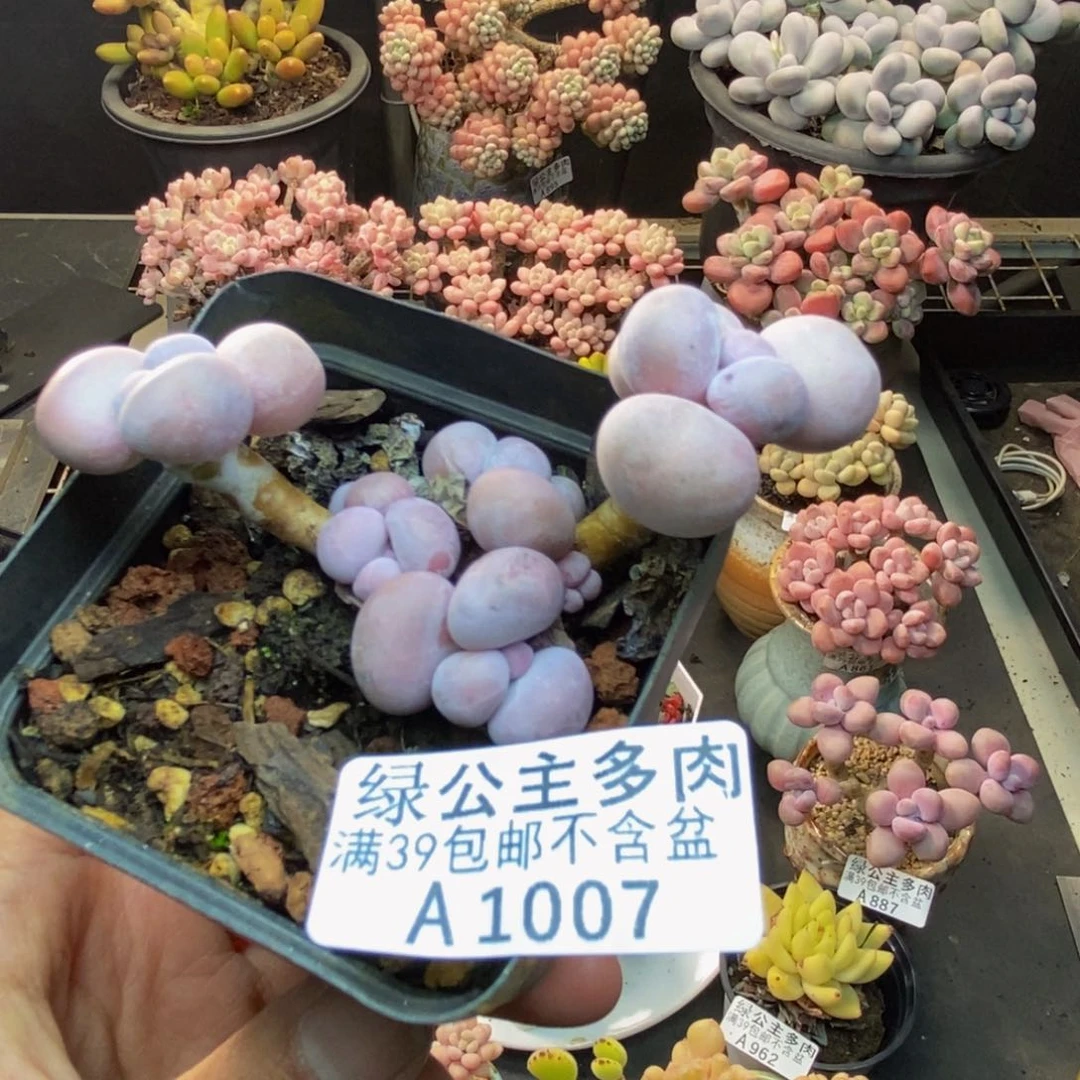007橙奶多肉肉6c m