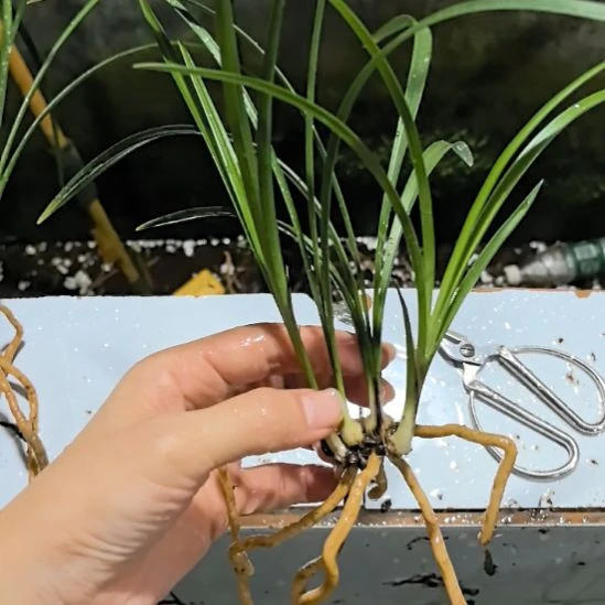 完全开放老种宋梅四苗