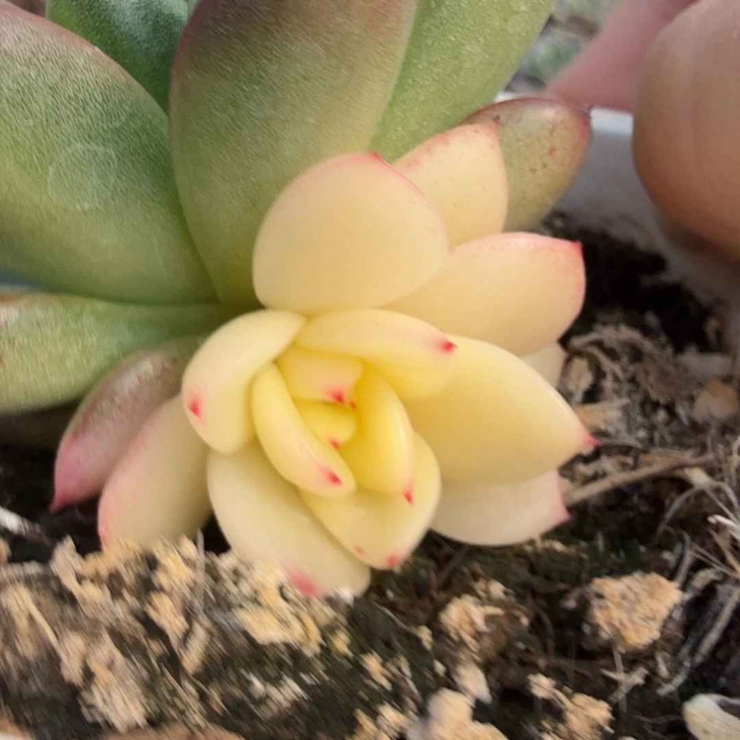 东云阴阳，多肉植物