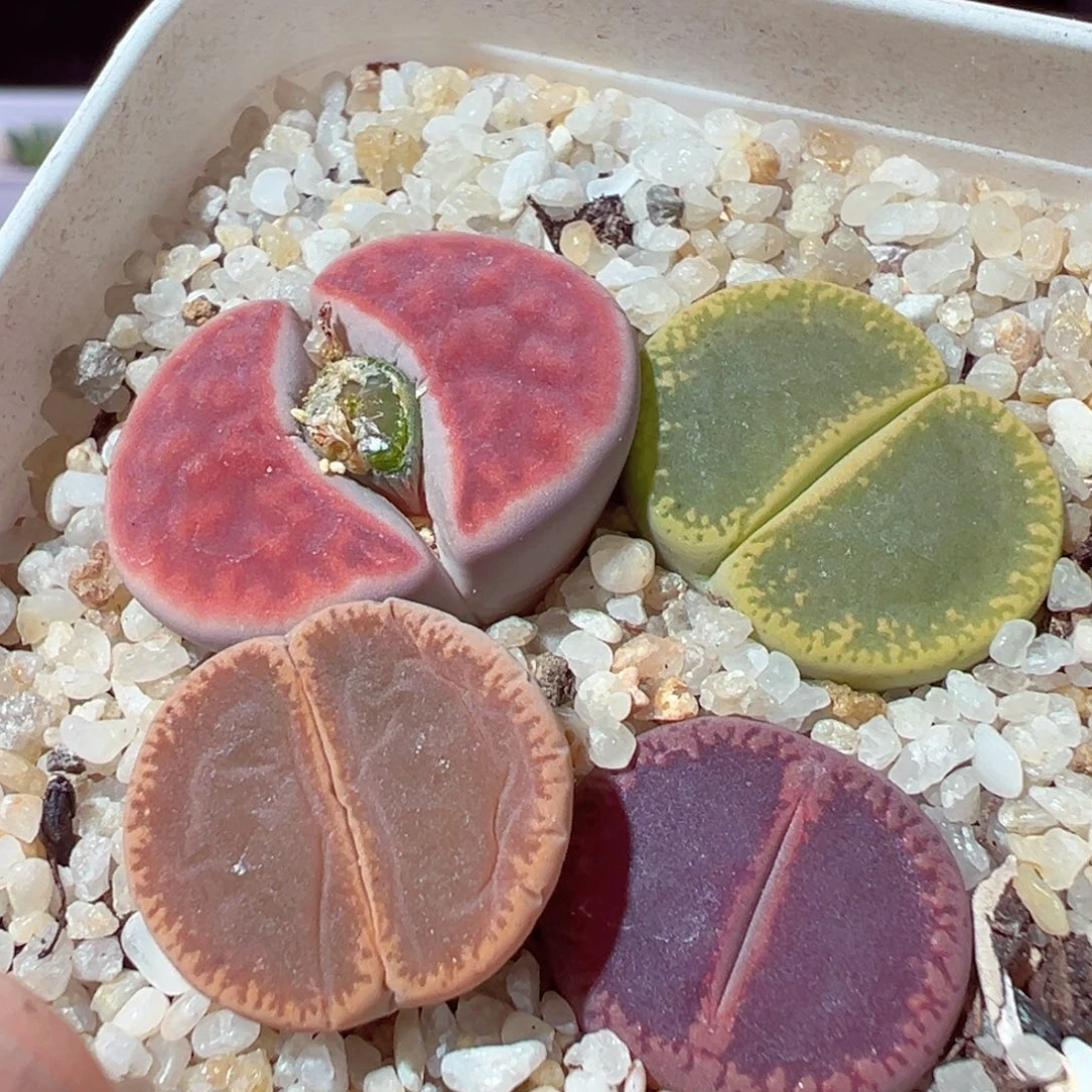 1222-292多肉多日彩色