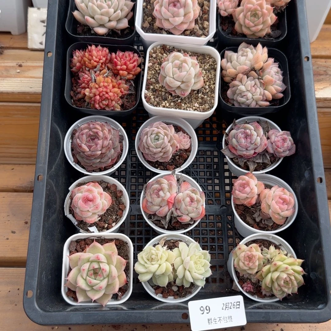 框拍框拍0226-99