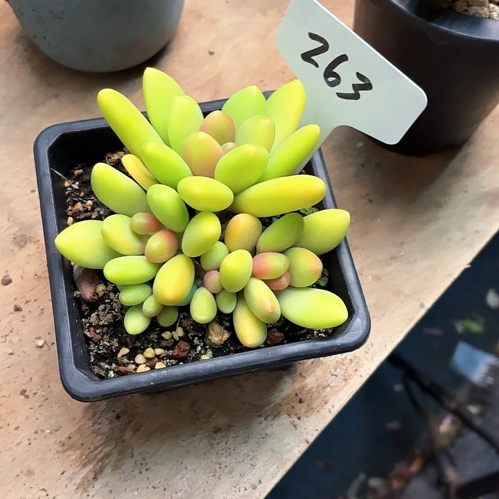 多肉植物，芒果奶263号