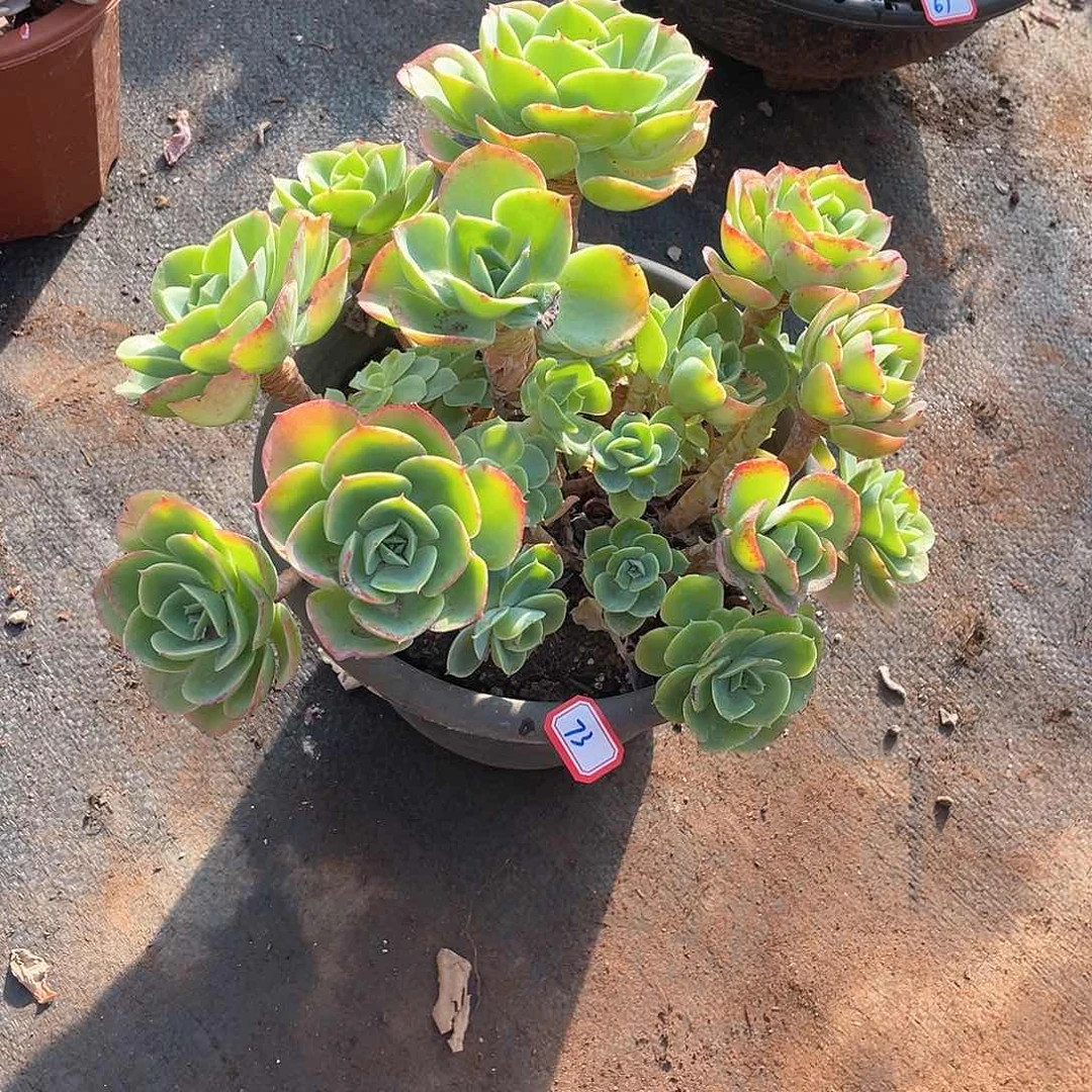 73柠檬玫瑰 一物一拍多肉