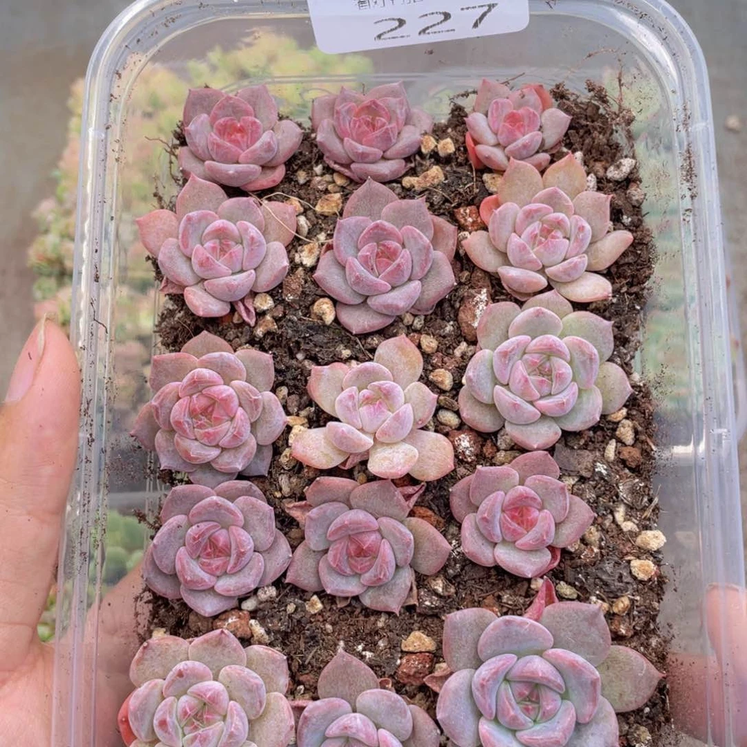 云糖心多肉植物227