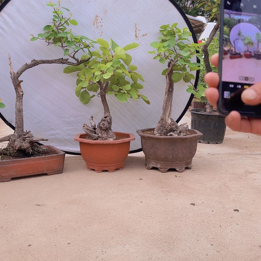 当前无花朵，栽培后可花朵黄卢盆景造型盆栽花卉