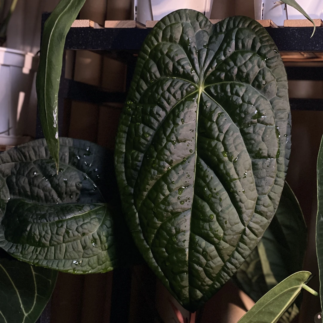 禤禤暗黑系列花烛合集 黑凤凰杂小羊皮 奢华杂盾叶 小羊皮杂papi