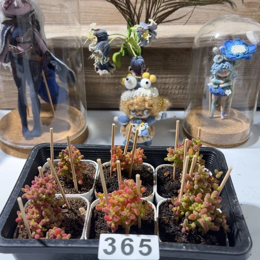 枝干番杏多肉植物365