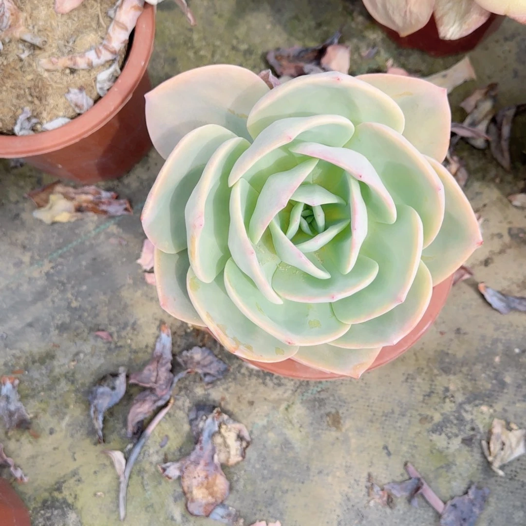 心**阳大单头白凤大老桩多肉植物