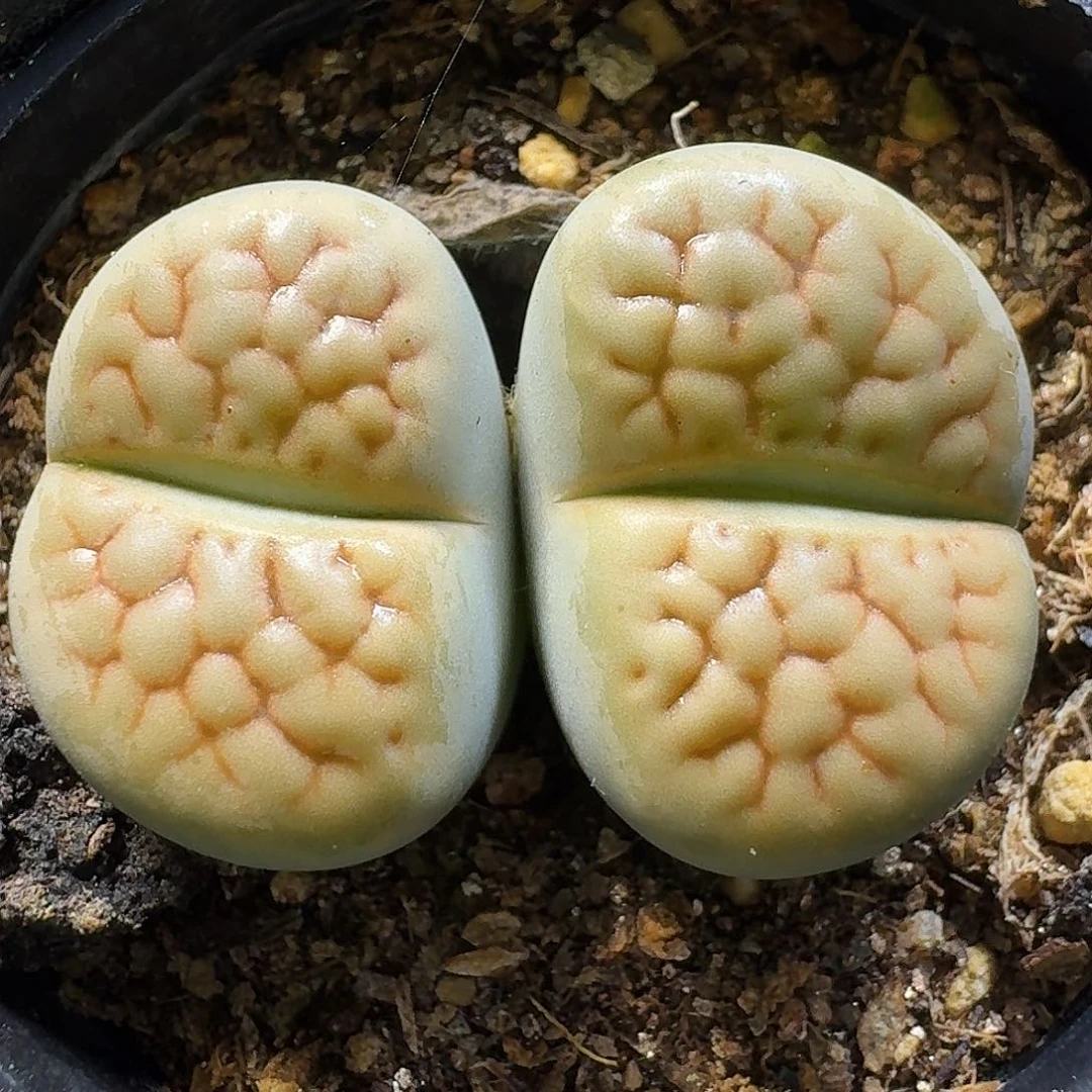 生石花1111。 双头贵子。  195